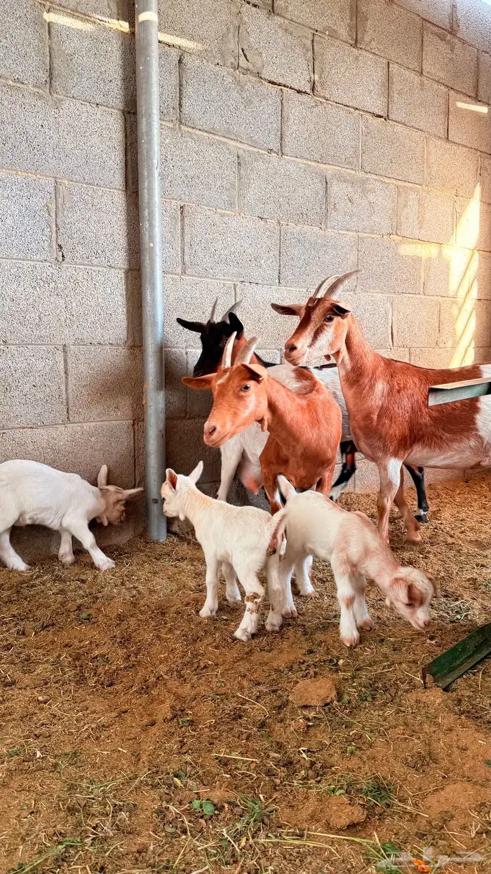 معزا قزميات تابع ودفيع 3