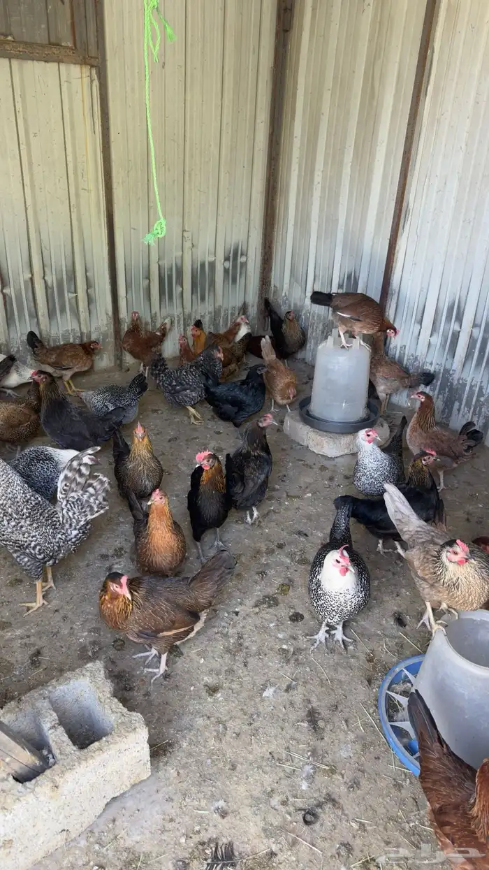 دجاج عربي وفيومي 6