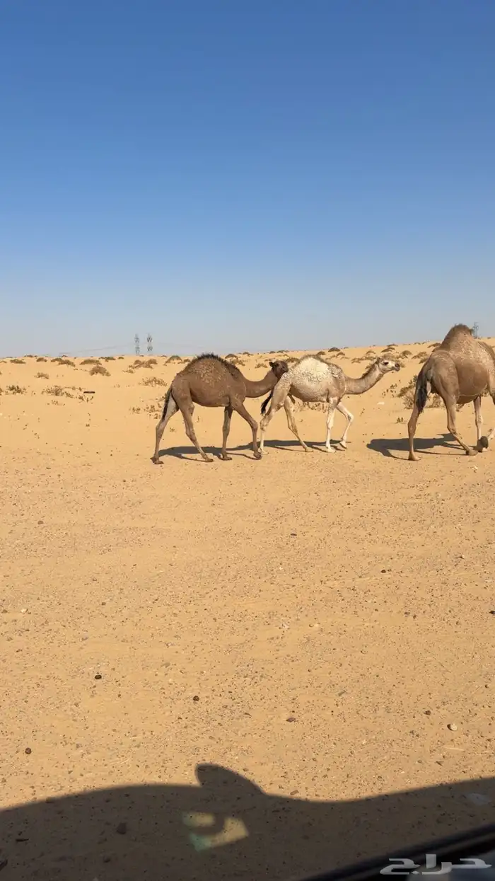 للبيع قعود اشعل دبياني و معه بكره 4