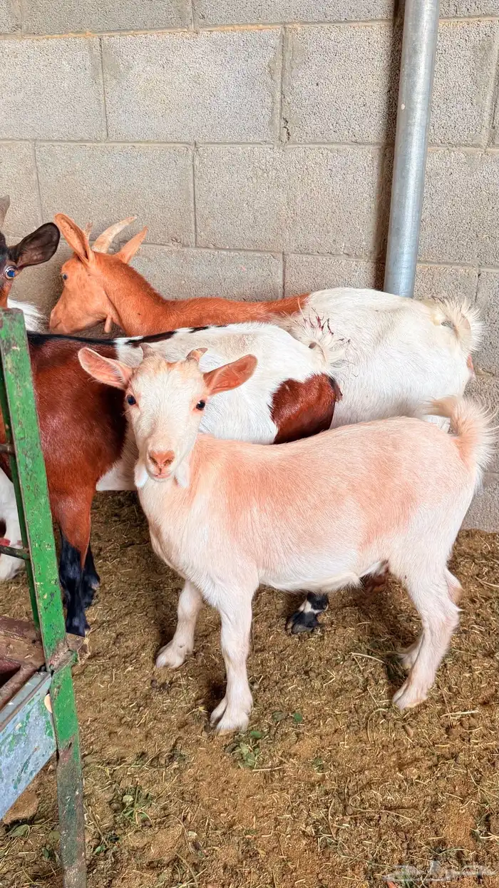 معزا قزميات تابع ودفيع 1