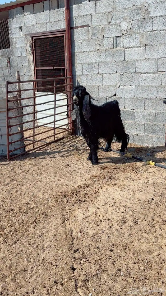 فحل حري وفحول تيوس شرط القريع ومنتجه العداد كلها 3 4