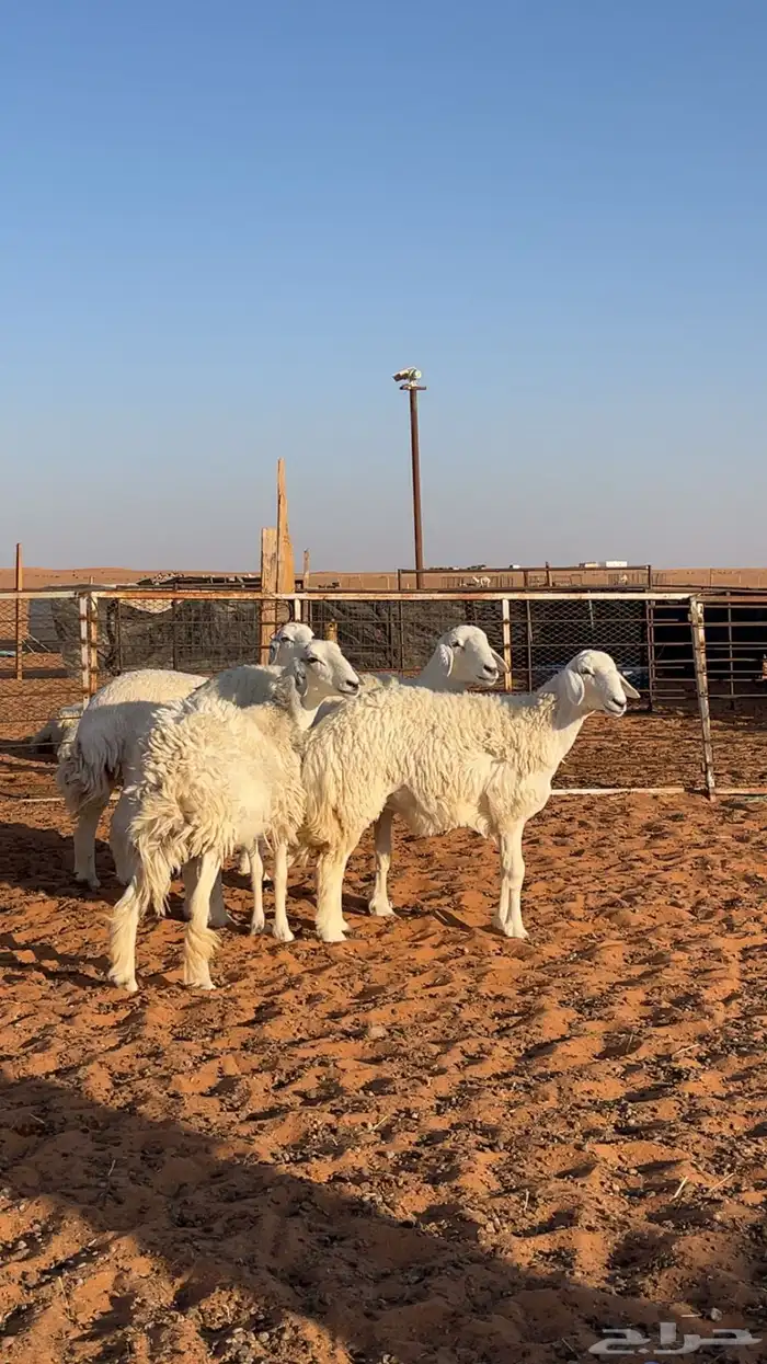 غنم حرش 4