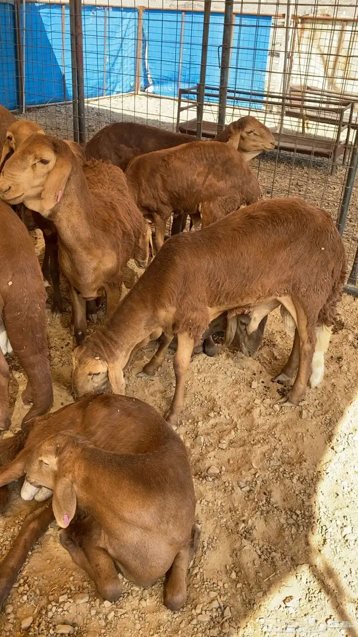 سواكن فل الفل شحم 3