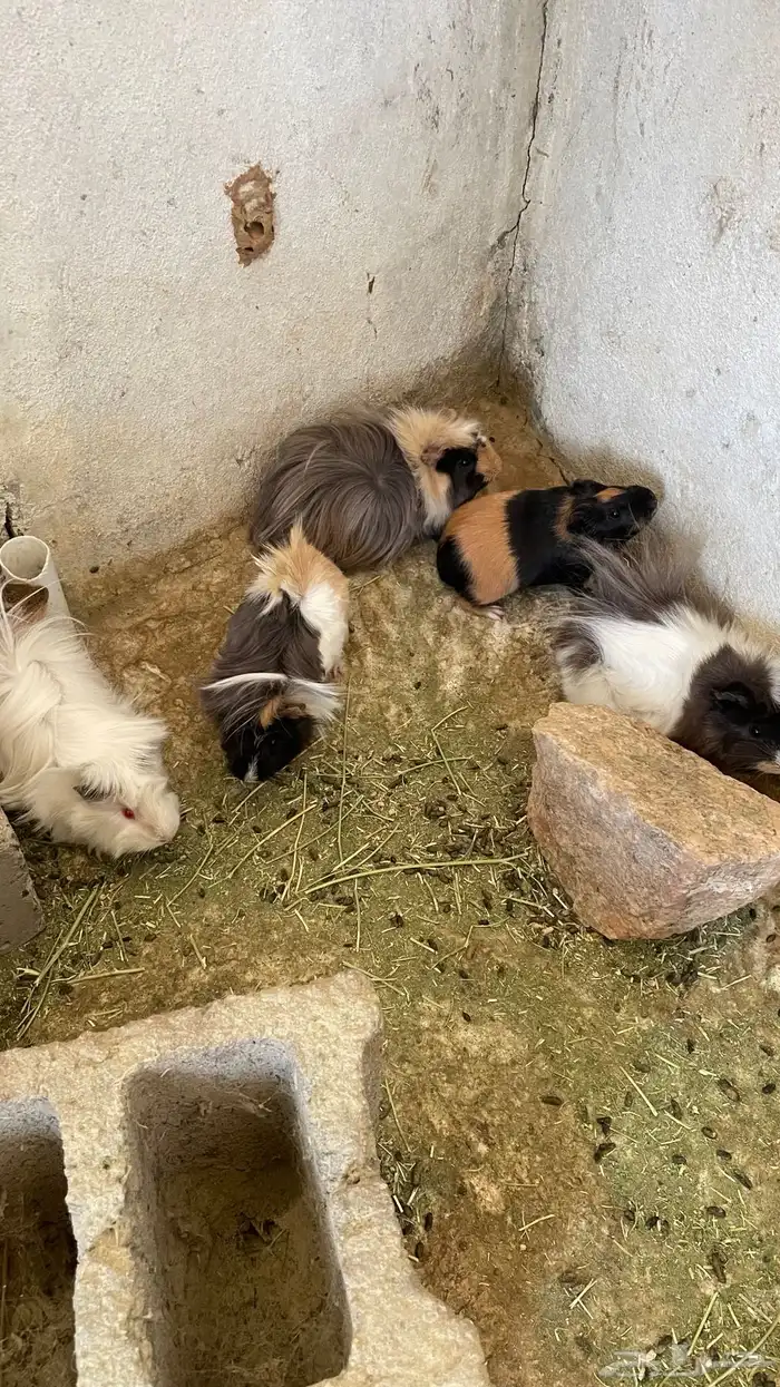 وبران بلدي و أمريكي 6