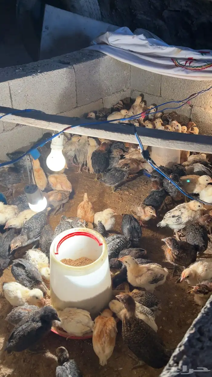 فروخ دجاج بلدي 4