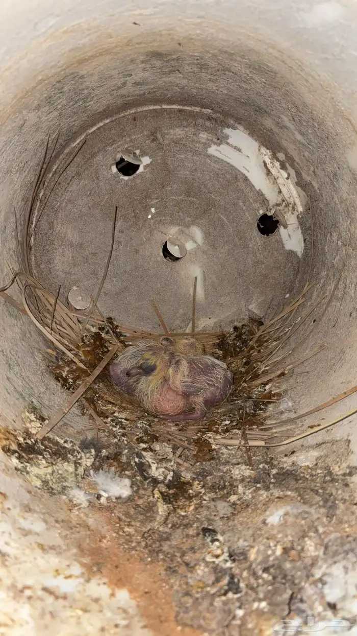 حمام قطايف 8