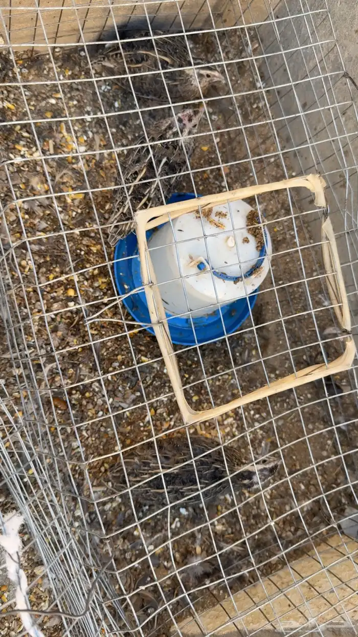 حمام وفري للبيع 1