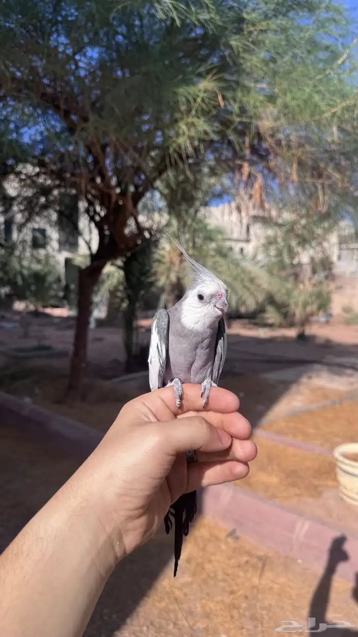 كروان ذكر متلكم و منتج 3