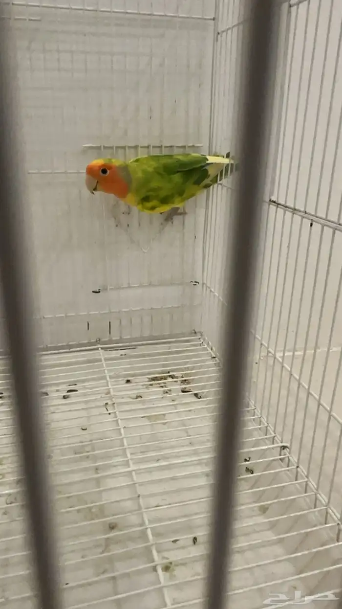 روز هولندي 0