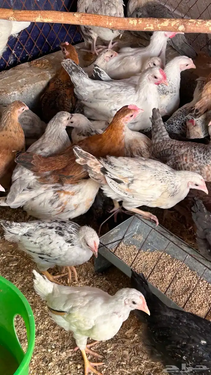 دجاج للبيع 2