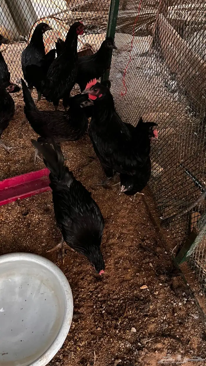 ديكه للبيع 0