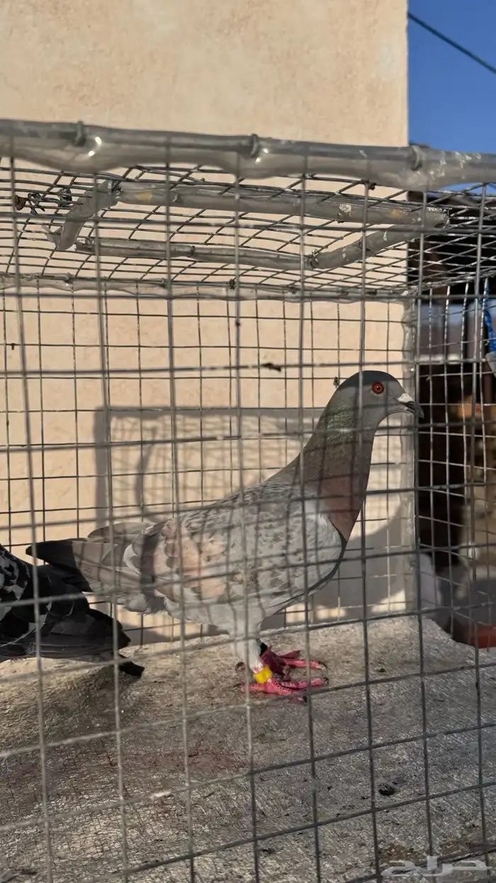 زوج حمام زاجل شرط. 2