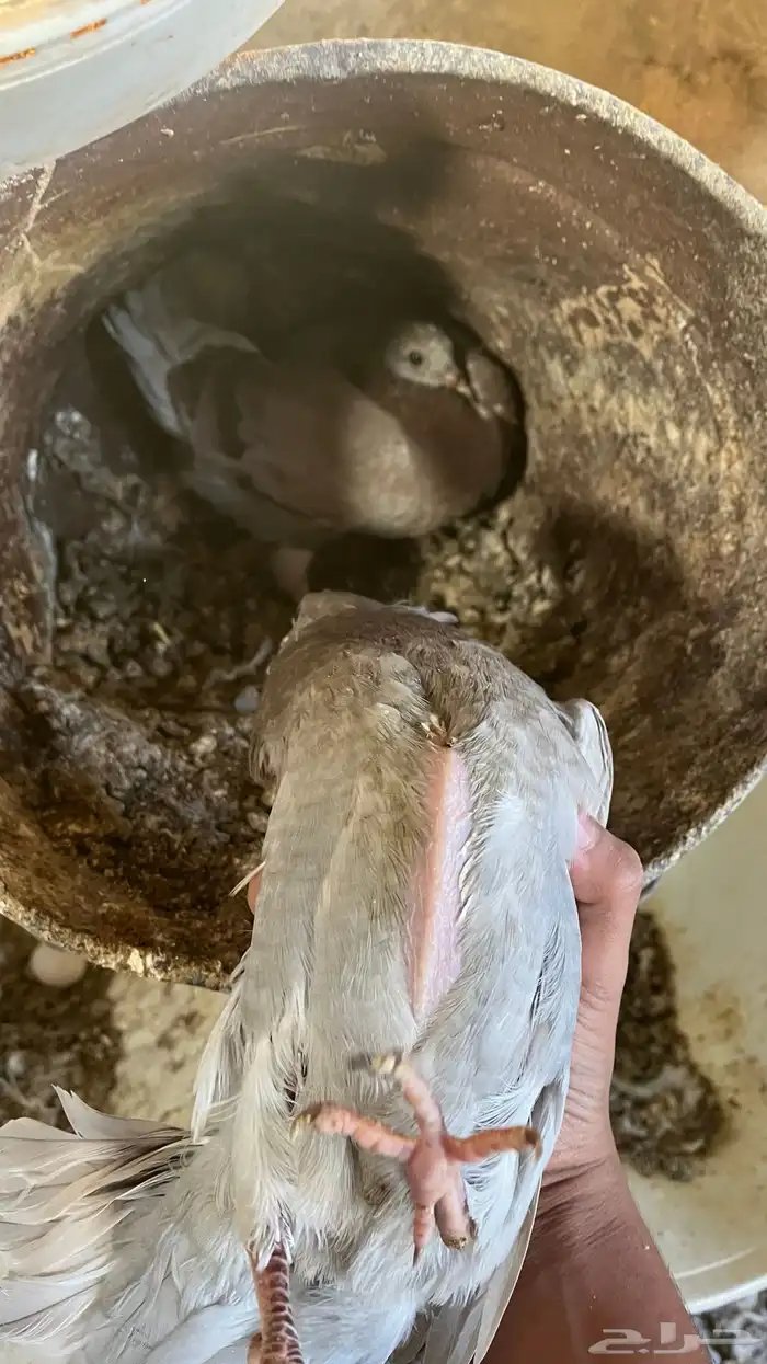 فروخ حمام فرنسي جامبو للبيع 1