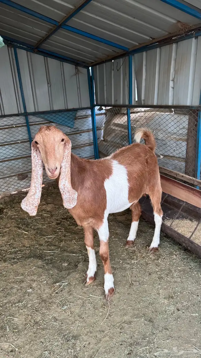 جفره مصريه دافع 0