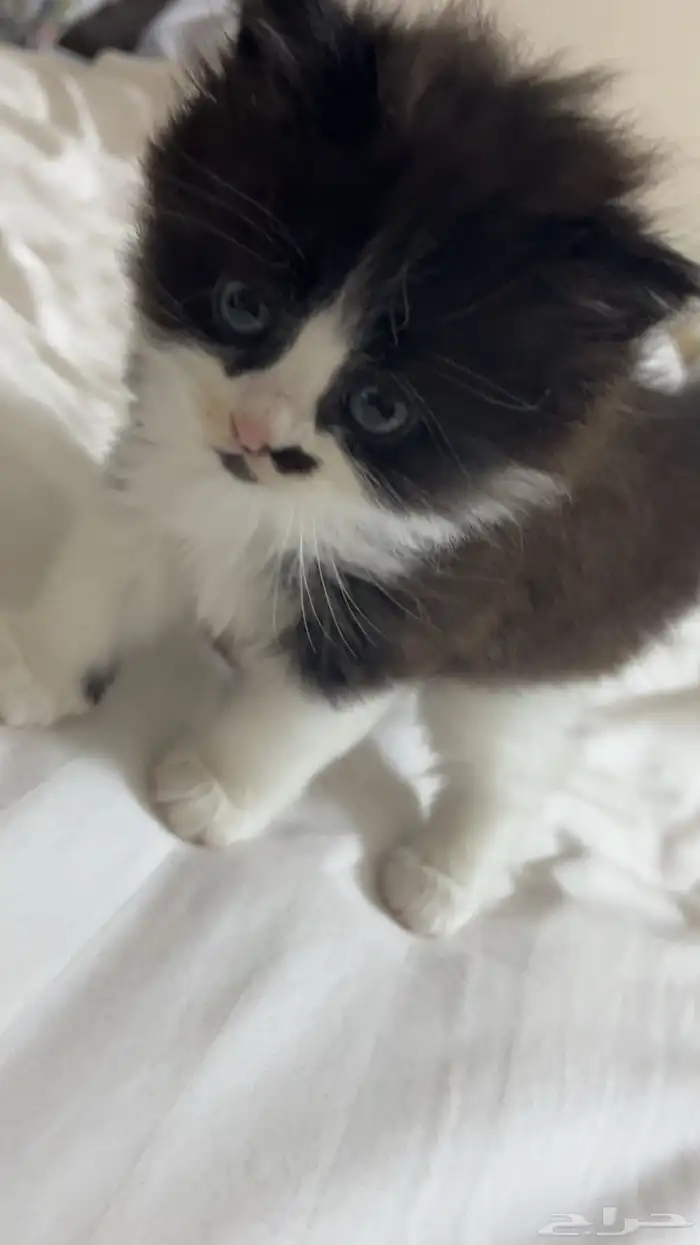 قطه شيرازيه للبيع بي 50 4