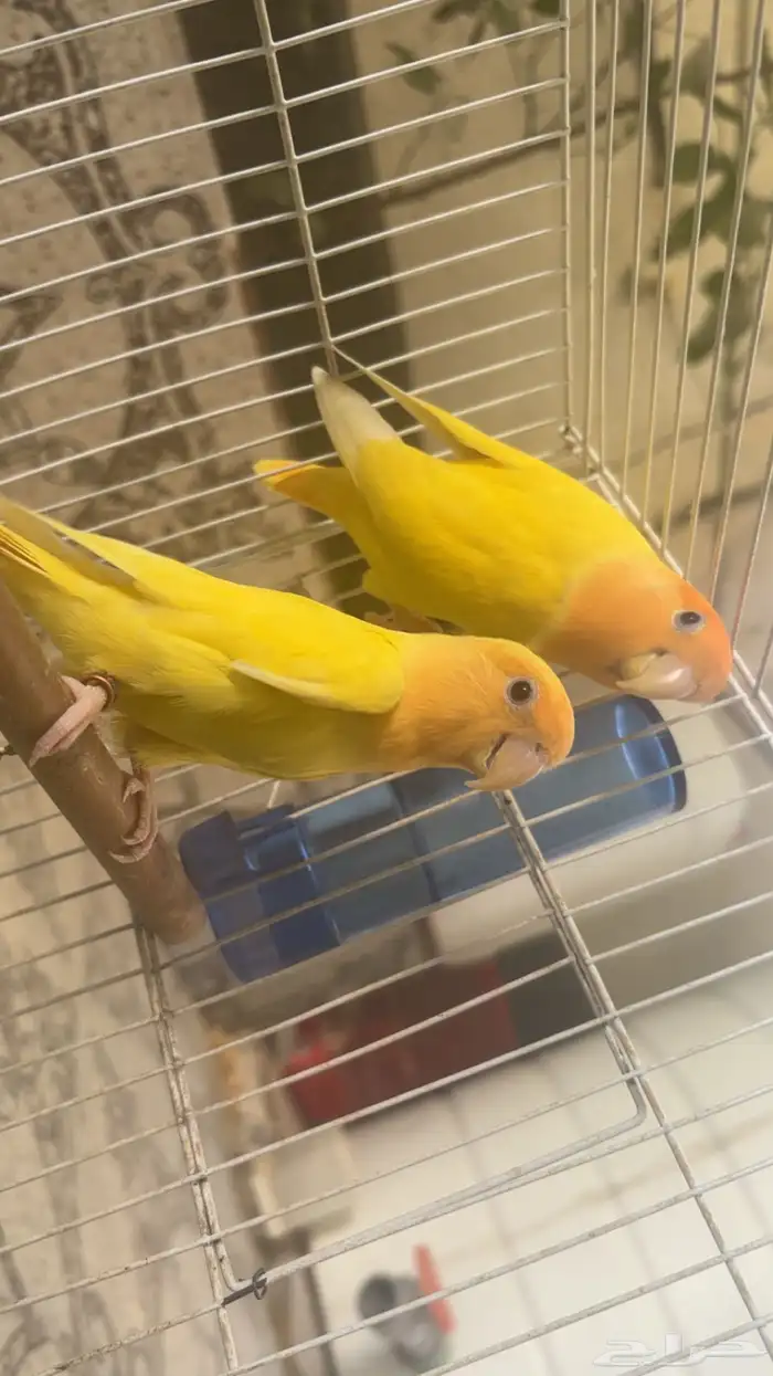 طيور روز للبيع اورنج جوز محلل جاهز 0