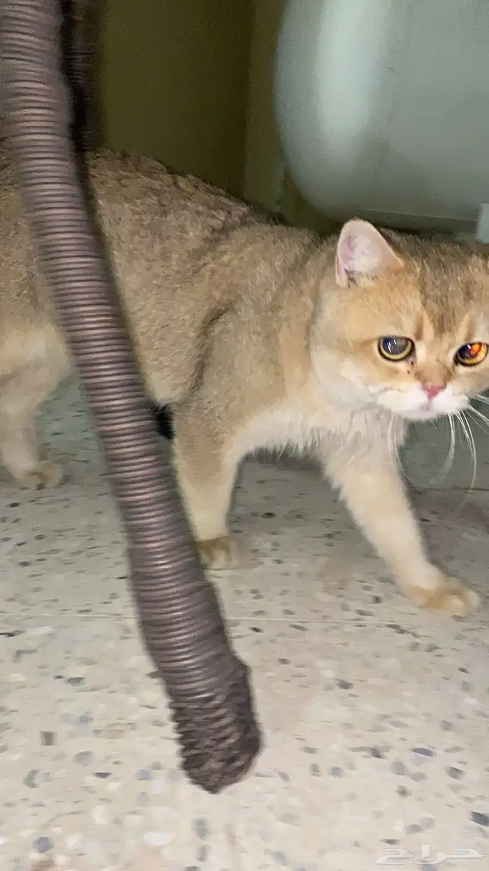 برتش للبيع 2