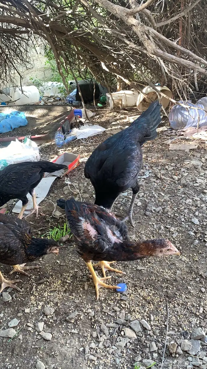 دجاج سندي بيور 4