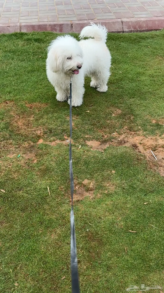 كلب مالتيز 0