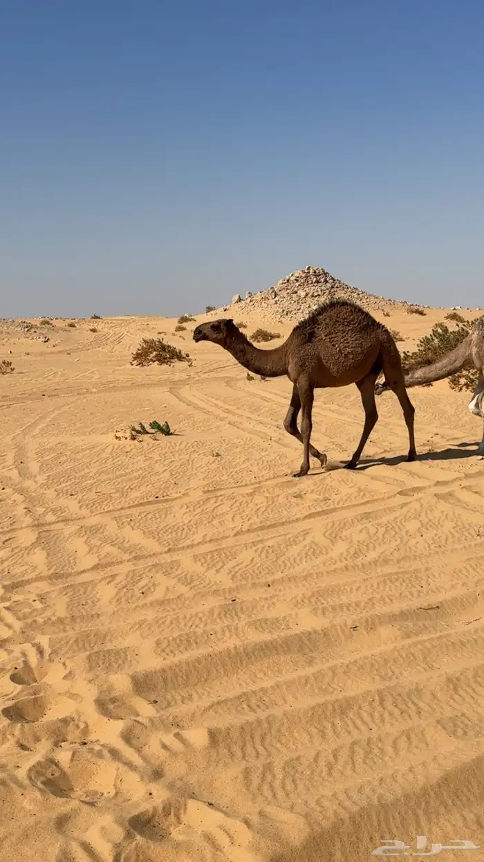 للبيع قعود اشعل دبياني و معه بكره 1