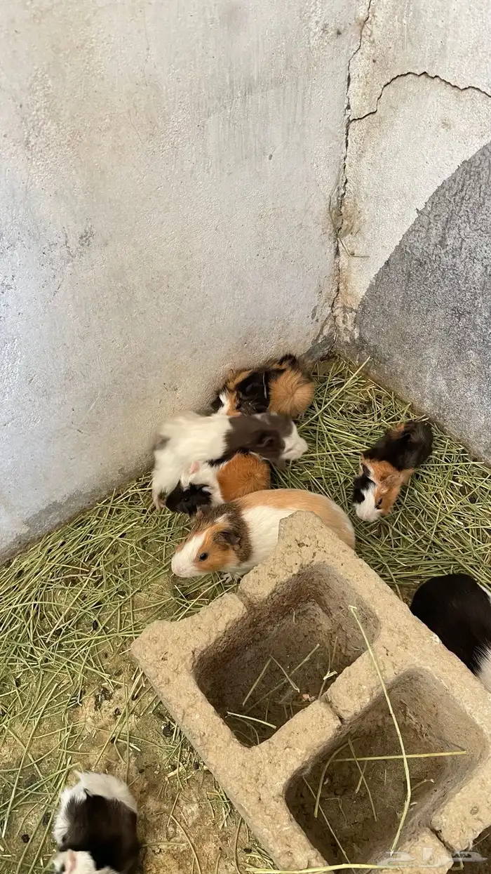 وبران بلدي و أمريكي 0