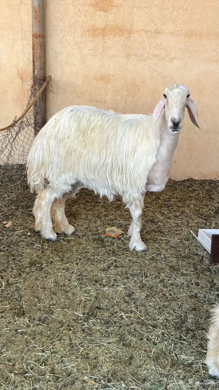 شاه عيسيه دافع للبيع 0