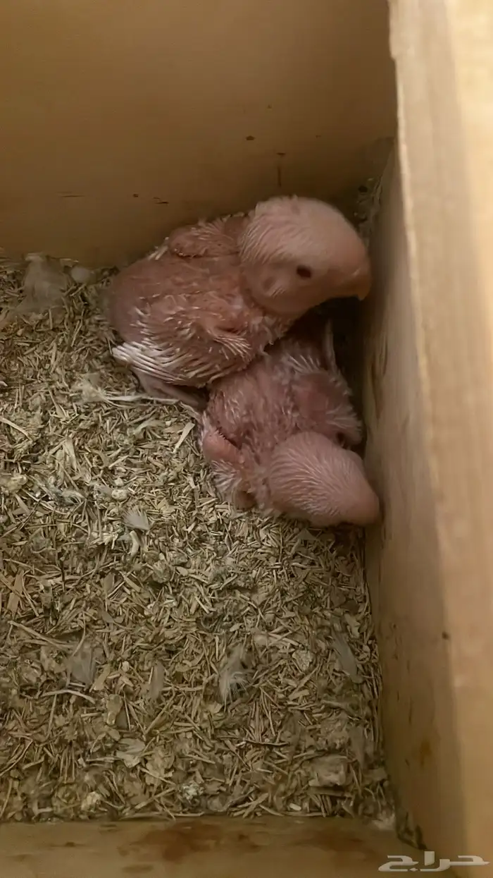 زوج روز البينو عيون حمر اليف منتج 4