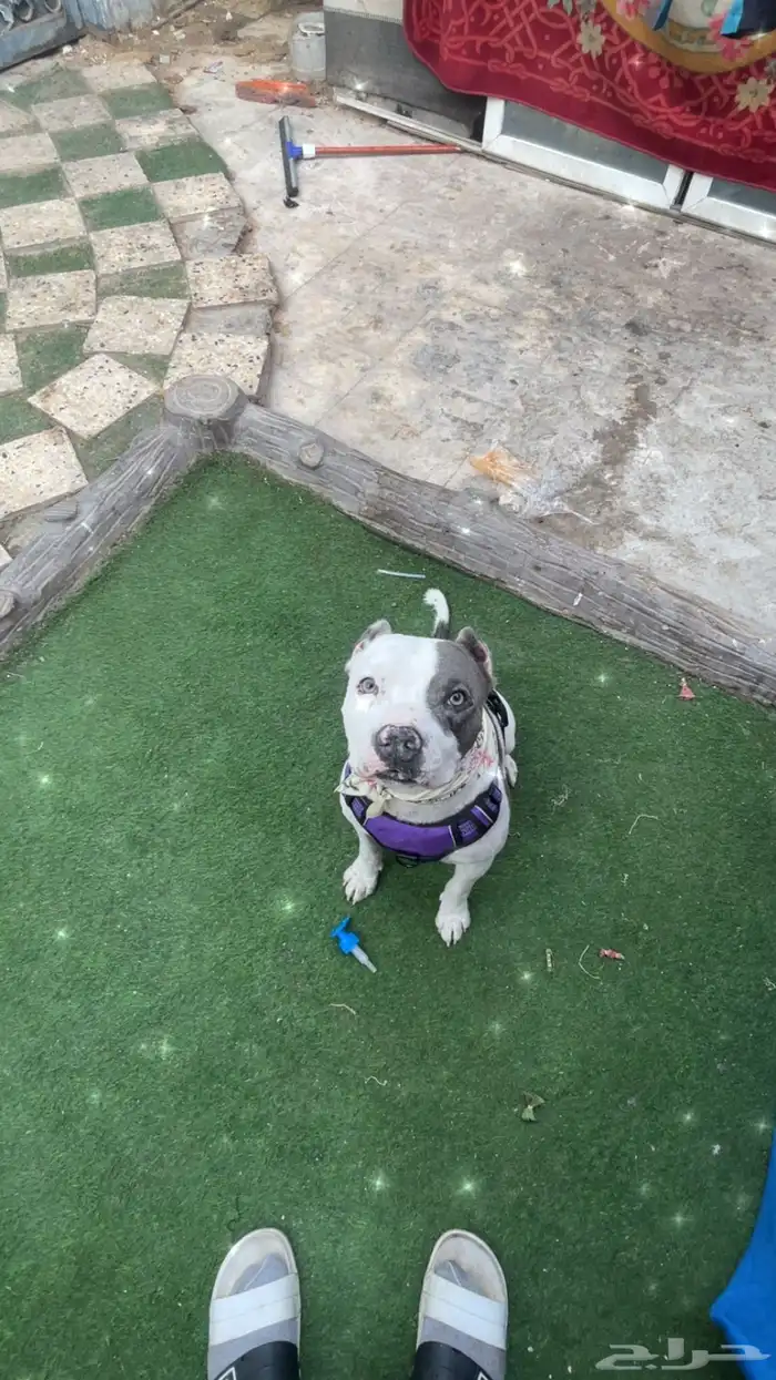 للتلقيح وشراي نبيعه 0