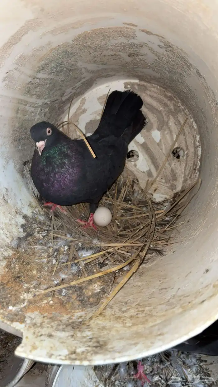 حمام قطايف 11