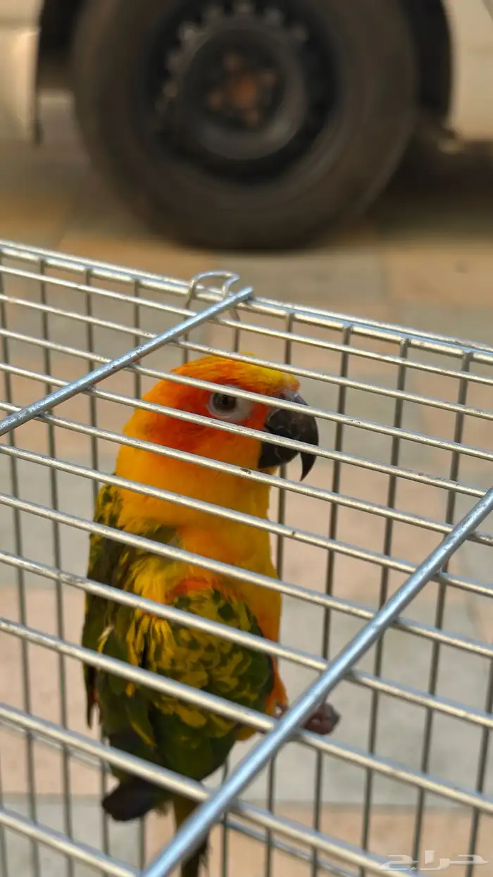 صن كنيور اليف 4