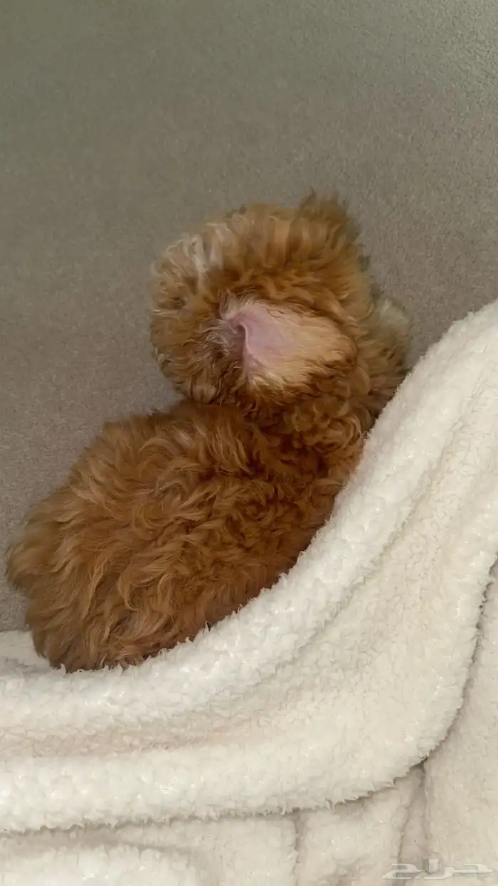 عندي هالكلب ذكر للبيع 2