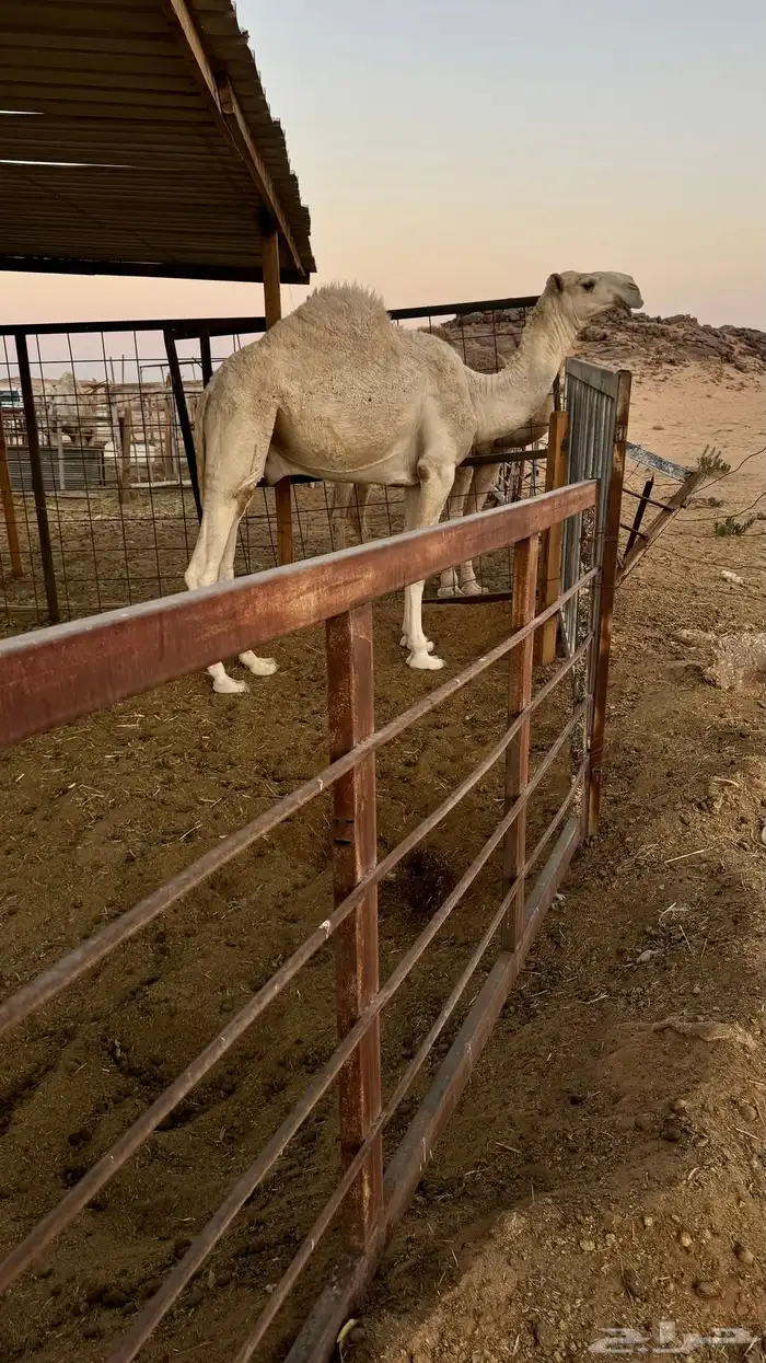 قعدان و بعارين للبيع 3