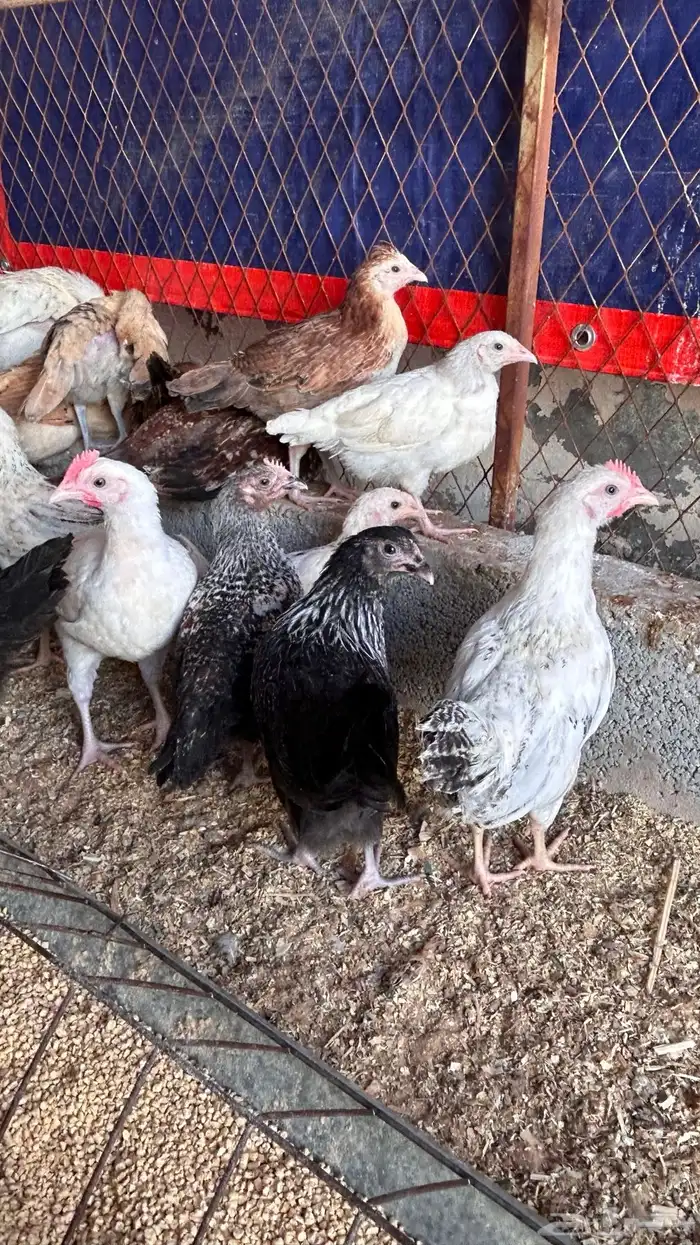 دجاج للبيع 4
