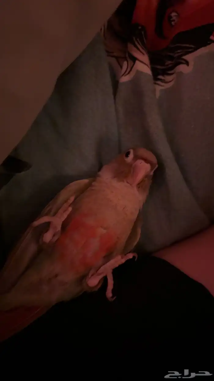 للبيع عصفور كنيور اليف جدا ولعوب وصحته ممتازه 2