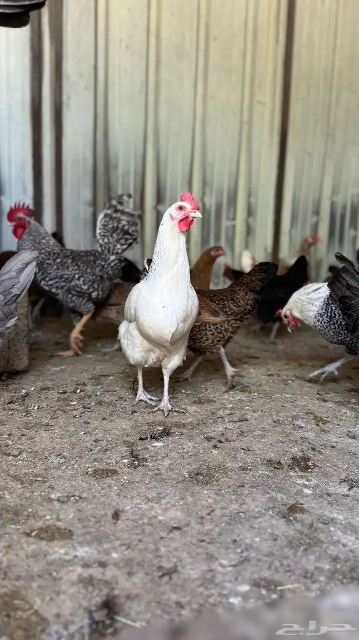 دجاج عربي وفيومي 9