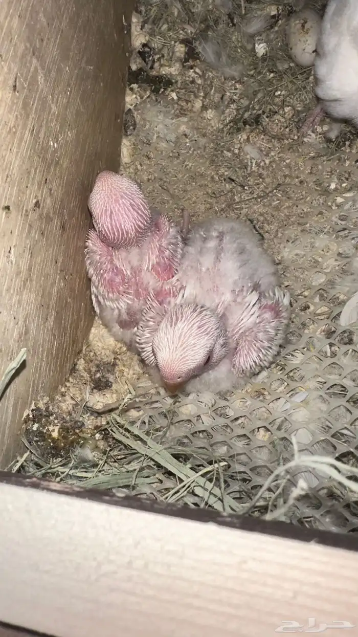 فروخ روز آلبينو صافي 3