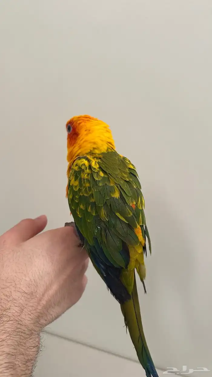 صن كنيور اليف 1