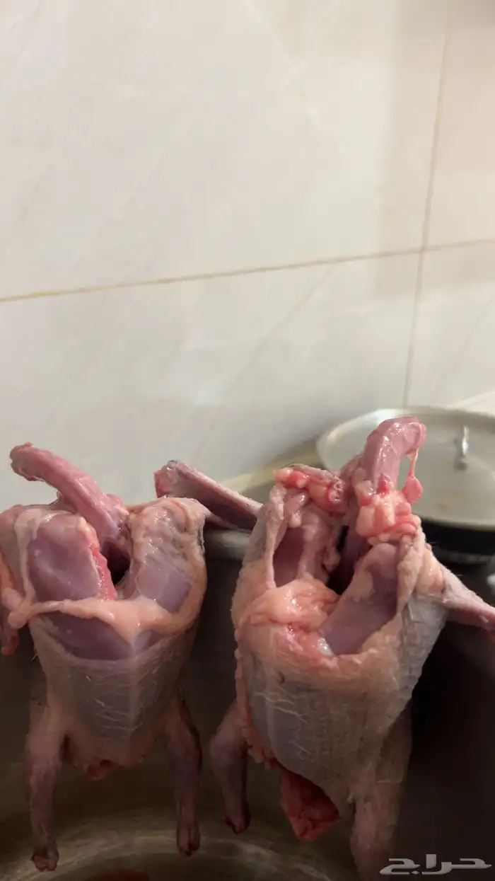 فروخ حمام للبيع طيبات عل 27 مذبوح وحي عل 25 ريال فرنسي سلفر 4