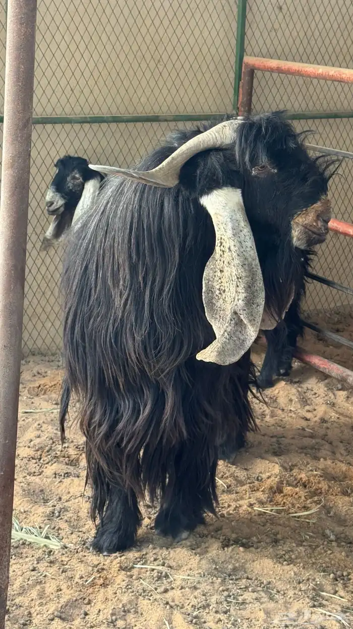 تيس عارضي كفو 0