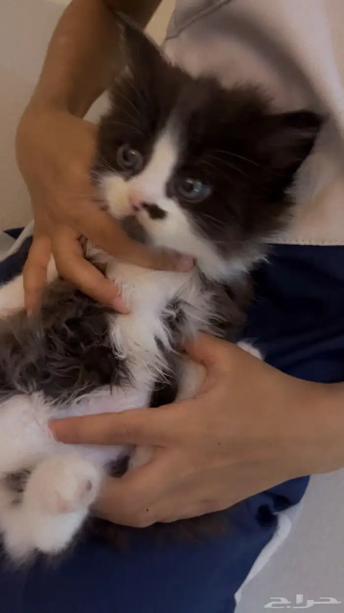 قطه شيرازيه للبيع بي 50 2