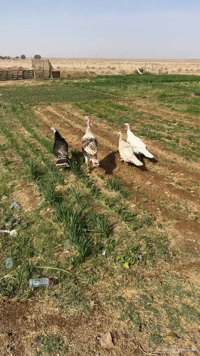 للبيع دجاج رومي 1