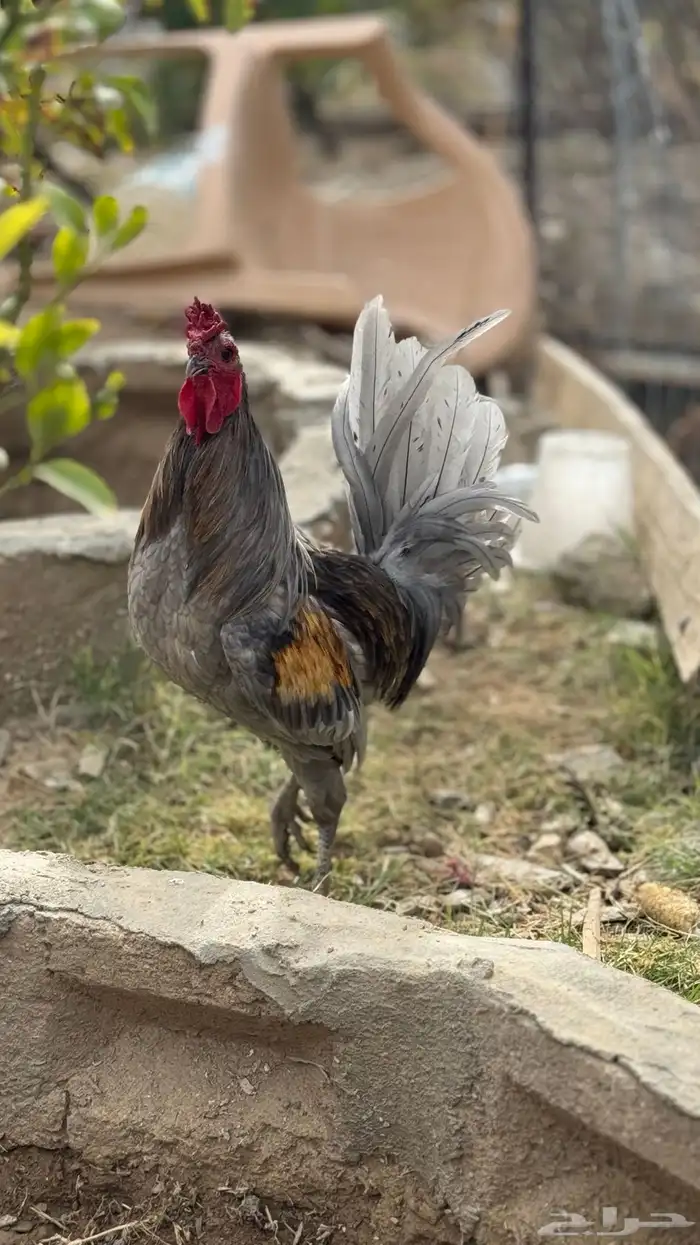 دجاج عربي وفيومي 11