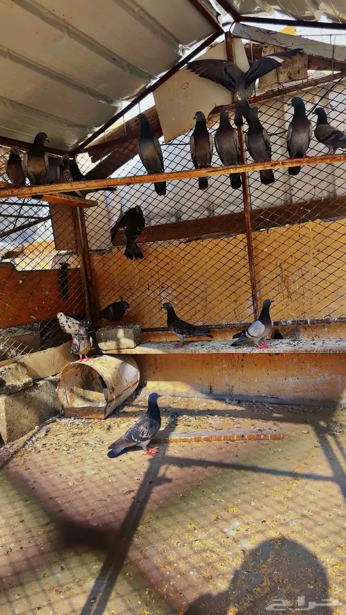 حمام بلدي ولع واسود 0