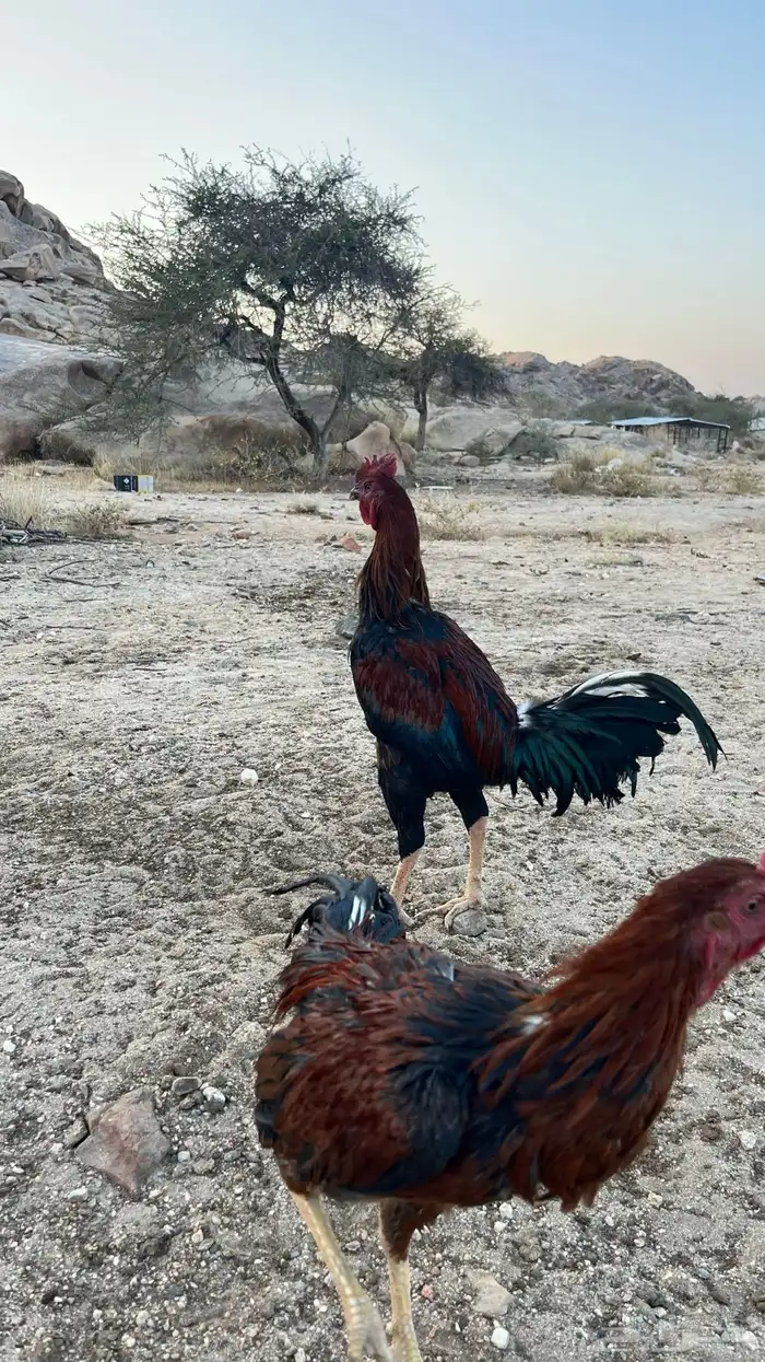 ديك باكستاني 6