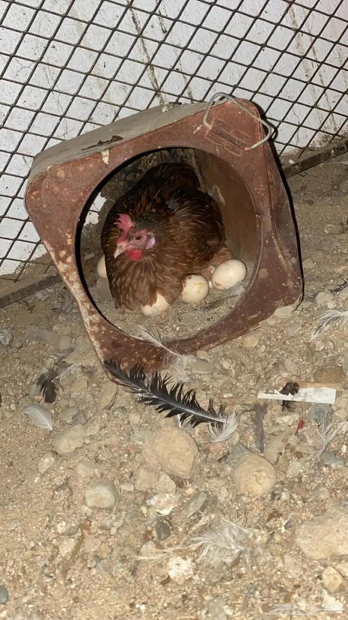 دجاجه مرجنه للبيع 0