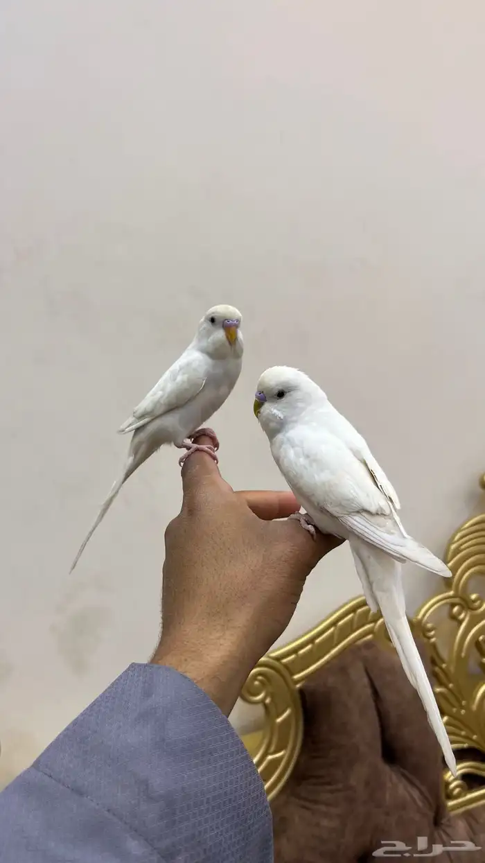 طيور حب اليفه 1