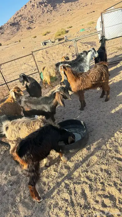 بهم للبيع العدد 11. فيهن جفرتين والباقي تيوس مخصا index