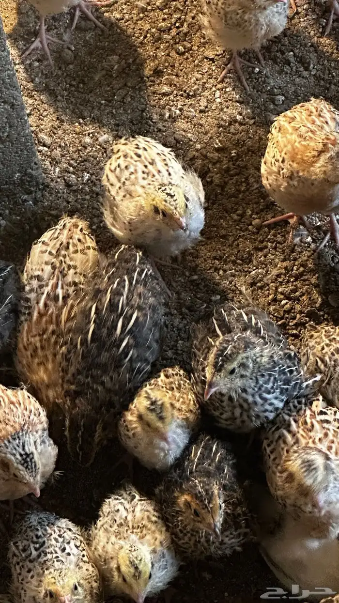 سمان للبيع 1