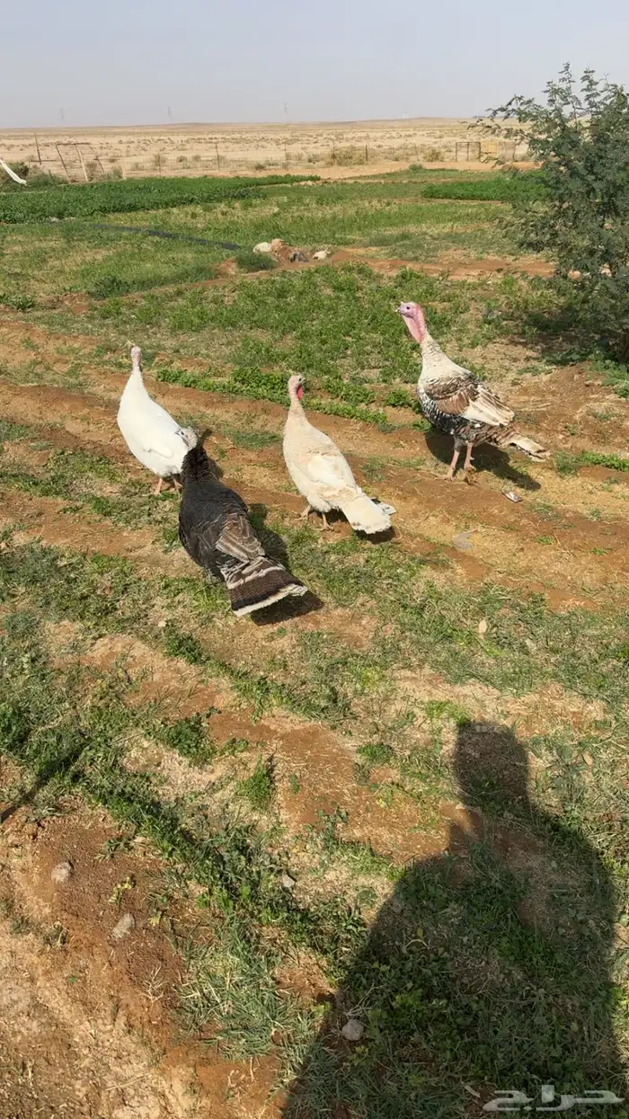 للبيع دجاج رومي 2