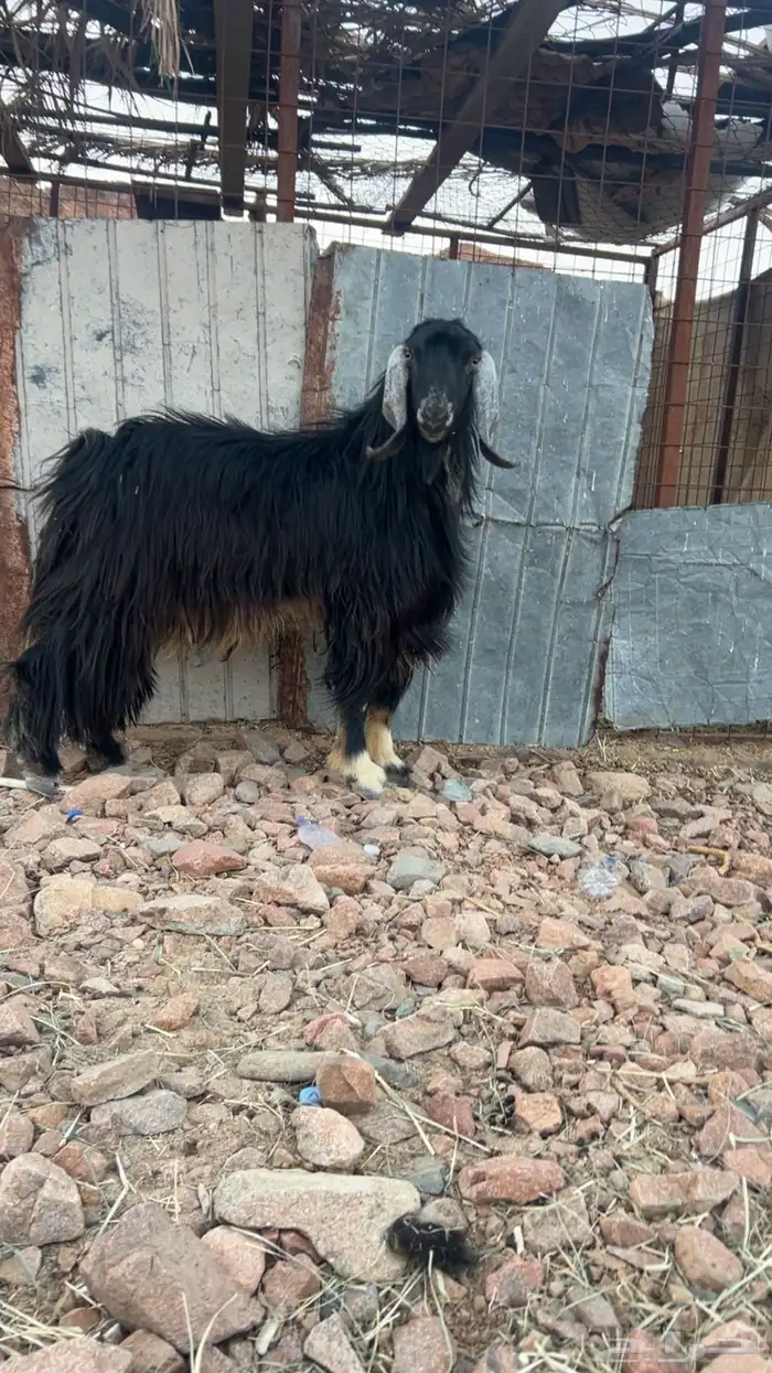 للبيع تيس فحل طيب 5